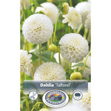 Dahlia Taffarel SBS
