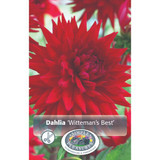 Dahlia Wittemans Best (OD)
