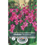 Gladiolus Hardy Byzanthus SBS