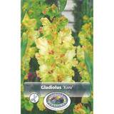 Gladiolus Kiev SBS