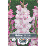 Gladiolus My Love SBS