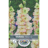 Gladiolus Voronez SBS