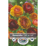 Ranunculus café au lait SBS