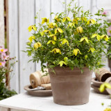 Clematis tangutica Little Lemons