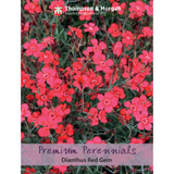 Dianthus Red Gem