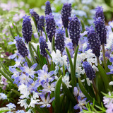 Spring Garden Gems