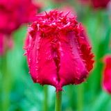 Tulip Barbados Fringed