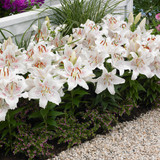 Ground Cover Lilium Muscadet