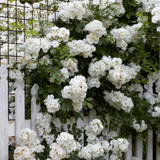 ‘Guirlande D’amour’ Climbing Rose