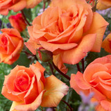 Doris Tysterman Rose