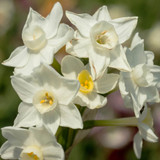 Paperwhite Narcissus Inbal