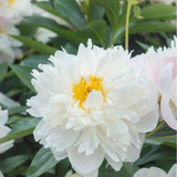 Peony ‘Lady Alexandra Duff’