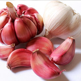 Garlic Lautrec Wight