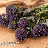 Broccoli Sprouting Summer Purple - New Kew Collection