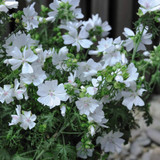 Malva Moschata 'Snow White' - Kew Pollination Collection