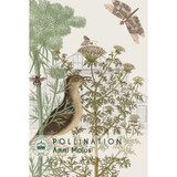 Ammi Majus - Kew Pollination Collection