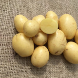Lucera Seed Potatoes