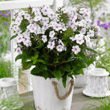 Phlox Famous Scented Mixture White