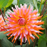 Dahlia Orange Turmoil