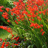 Crocosmia Red King