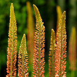 Eremurus X Isabellinus ‘pinokkio’