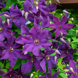 Clematis Viticella Polish Spirit Climber