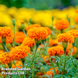 Marigold African Hot Stuff