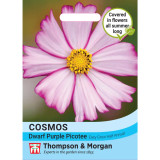 Cosmos Dwarf Purple Picotee