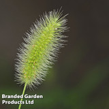 Grasses Setaria Viridis Caramel