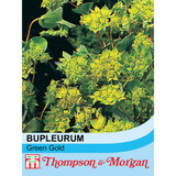 Bupleurum rotundifolium 'Green Gold'