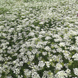 Orlaya Grandiflora Kew Collection