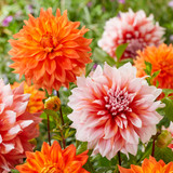 Dahlia Orange Army