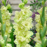 Gladiolus ‘Tula’