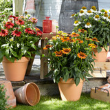 Echinacea Sombrero
