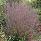 Schizachyrium Scoparium Standing Ovation