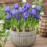 Iris ‘Harmony’ – intensely blue, golden-marked blooms with fragrance and charm, perfect for early spring pots and rock gardens.