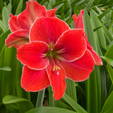 Amaryllis Magical Touch