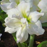 Amaryllis Artic Nymph