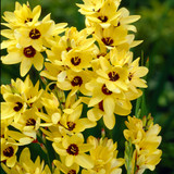 Ixia Yellow Emperor