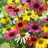 Echinacea Coneflower