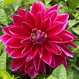 Dahlia Mero Star Dinnerplate