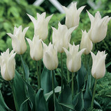 Tulip White elegance