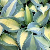 Hosta 'Dream Queen'