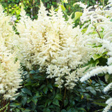 Astilbe 'Younique White'