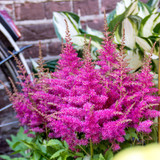 Astilbe 'Younique Lilac'