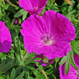 Geranium 'New Hampshire Purple'
