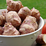 Jerusalem Artichoke Tubers