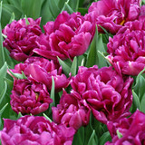 Tulip Showcase