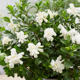 Gardenia Jasmonoides 'Double Diamonds'