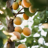 Dwarf Apricot Tree 'Mini Prunus Armenica' 